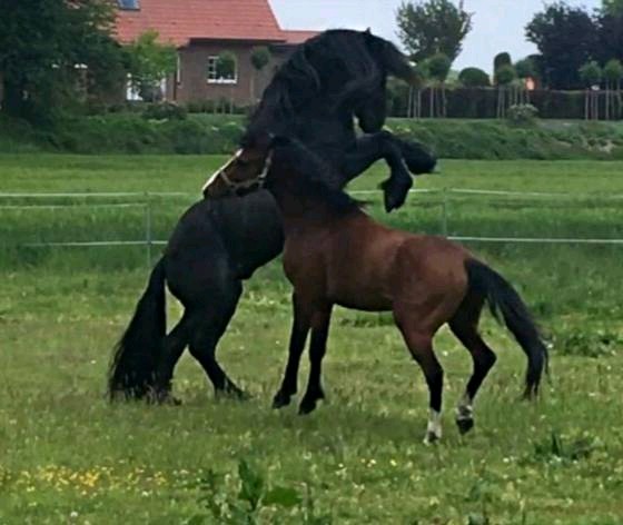 Unser Deckhengst beim spielen

Wild und Frei 