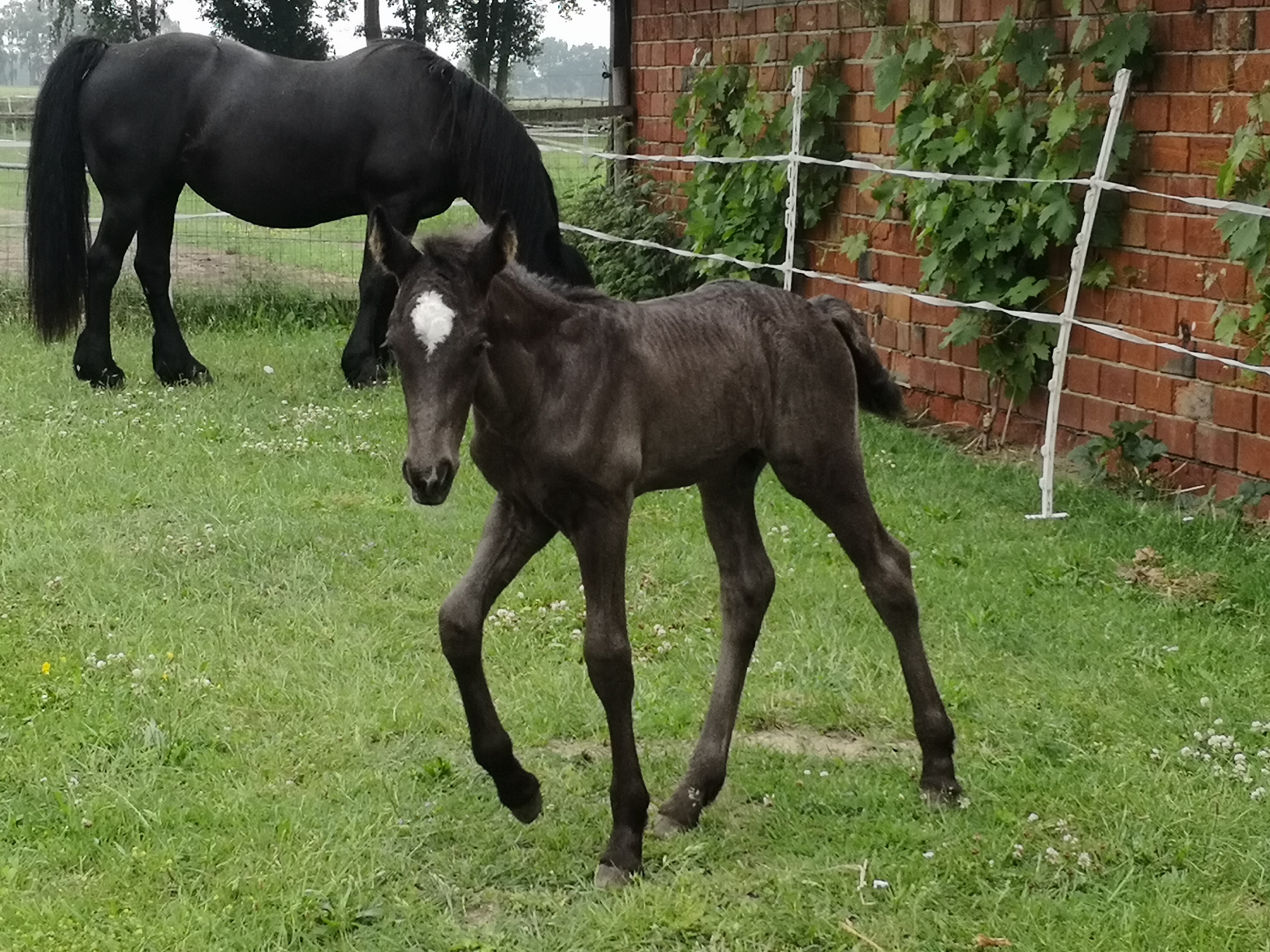 1 Fohlen vom Zuchthengst 
Prämienhengstfohlen mir 8.1
