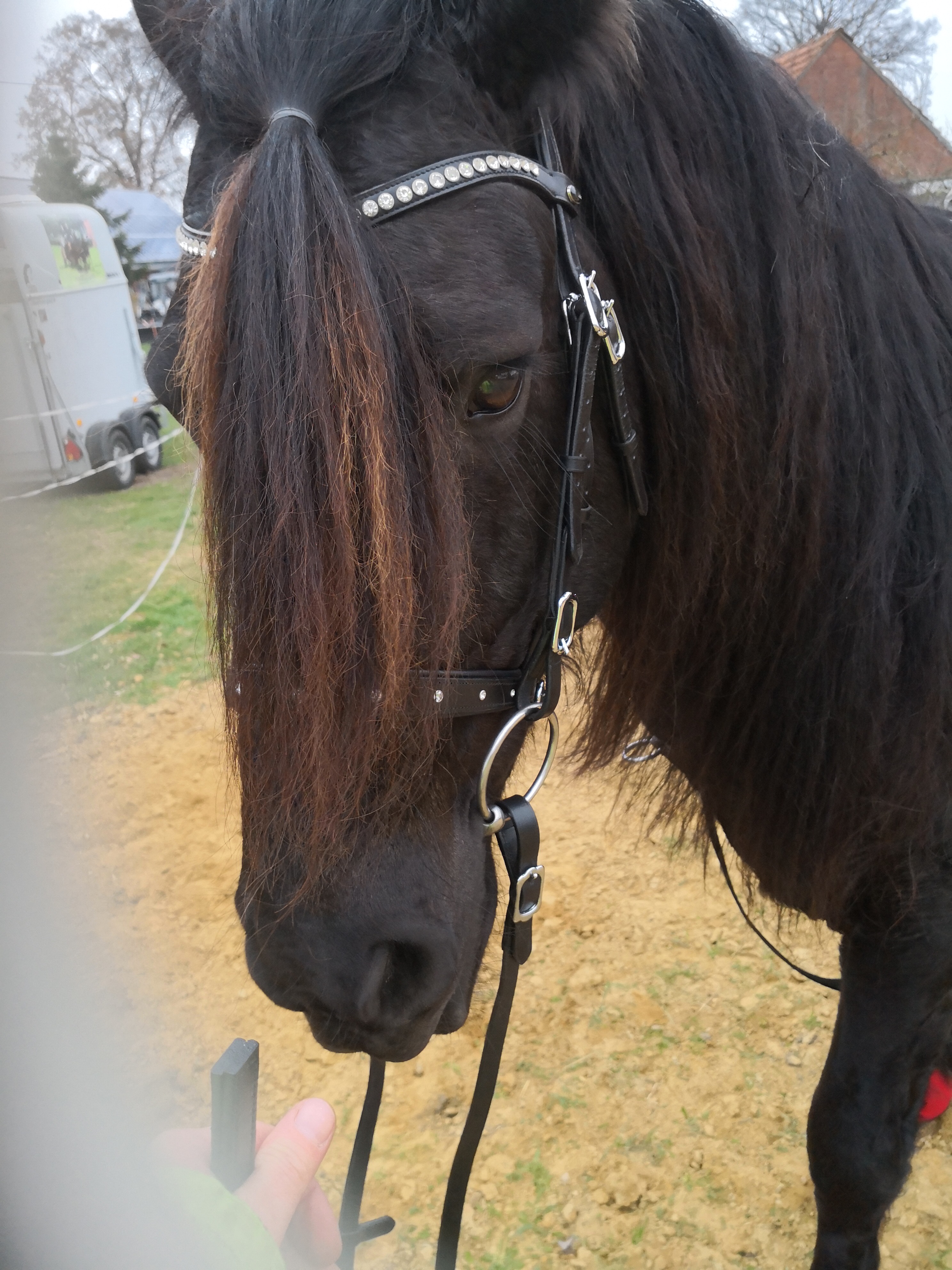  Unser Zuchthengst der jeder Stute ab ein Stockmaß 140cm zur Verfügung steht