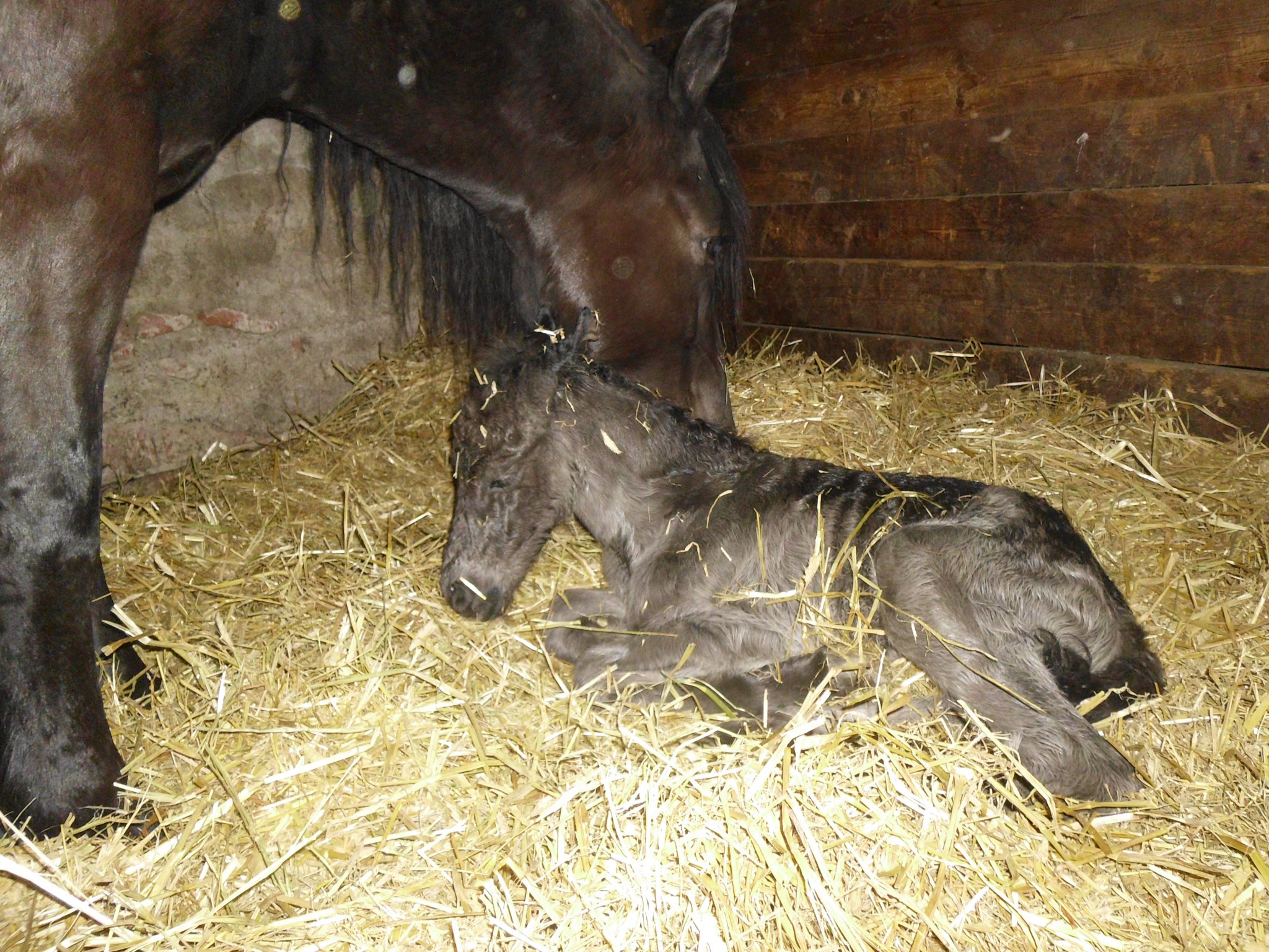 Unser Hengst ist gerade 10 min alt